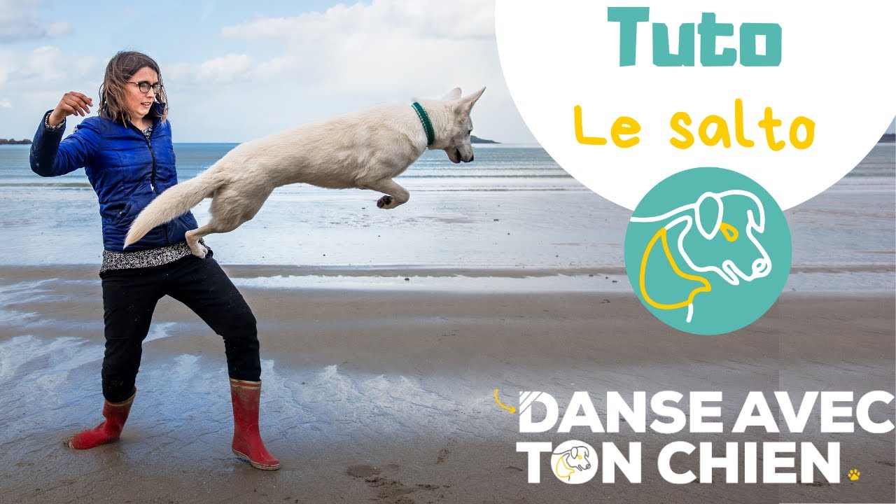 Apprendre le salto à son chien avec une méthode simple et positive #dogdancing