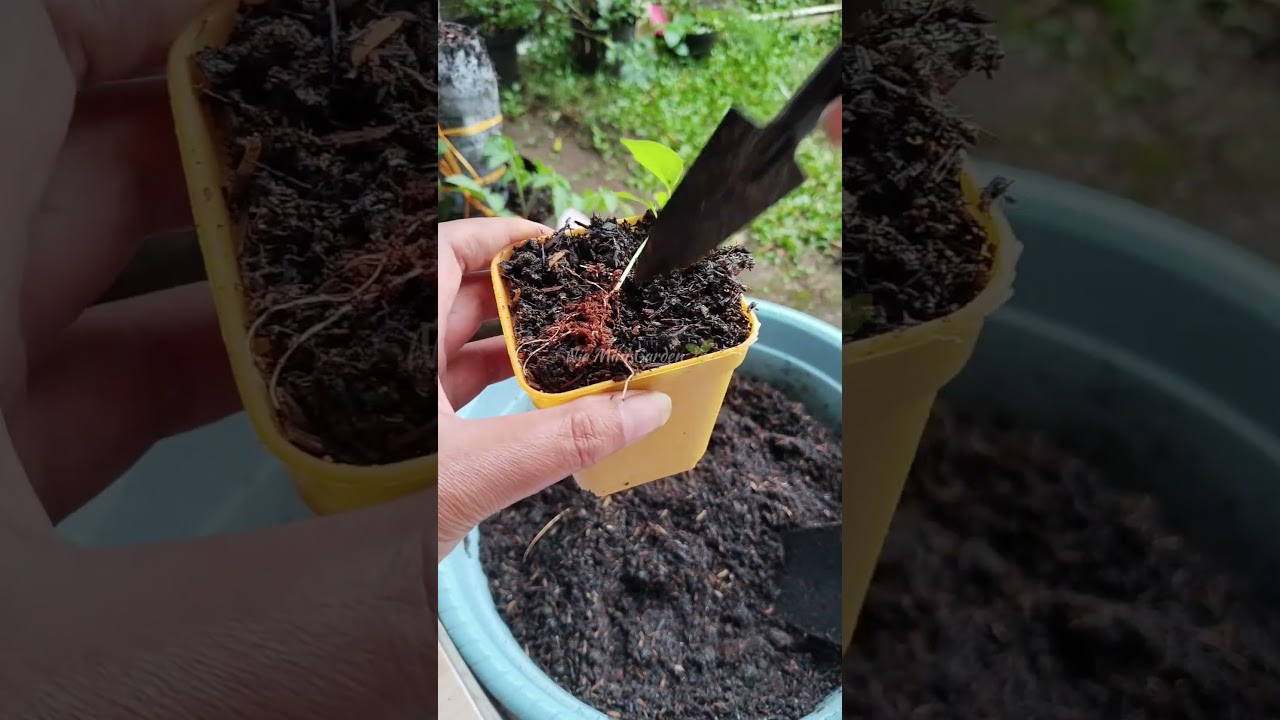 Transplanting Chili Seedlings into Small Pots 🌱 Preparing Them Before Moving to Bigger Pots