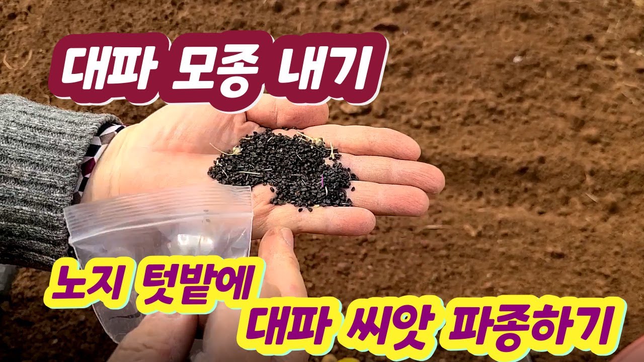 노지 텃밭에 대파 모종내기. 대파 씨앗을 파종해서 5월에 정식할 대파 모종 만드는 방법.