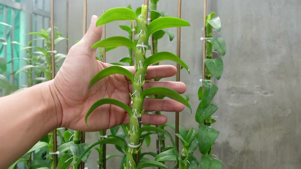 5 cánh trắng phú thọ đang nụ chuẩn bị đón hoa Tết