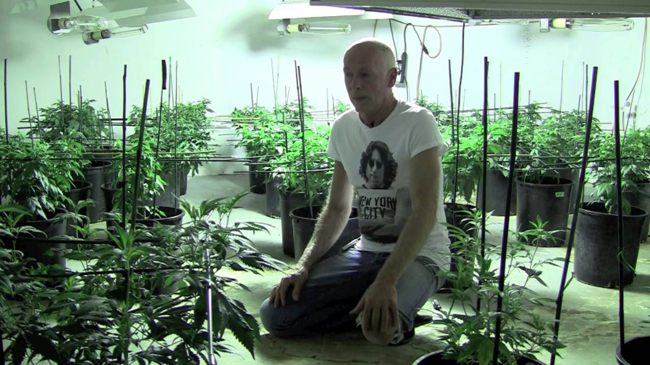 Topping Your Roots For Maximum Yield.
