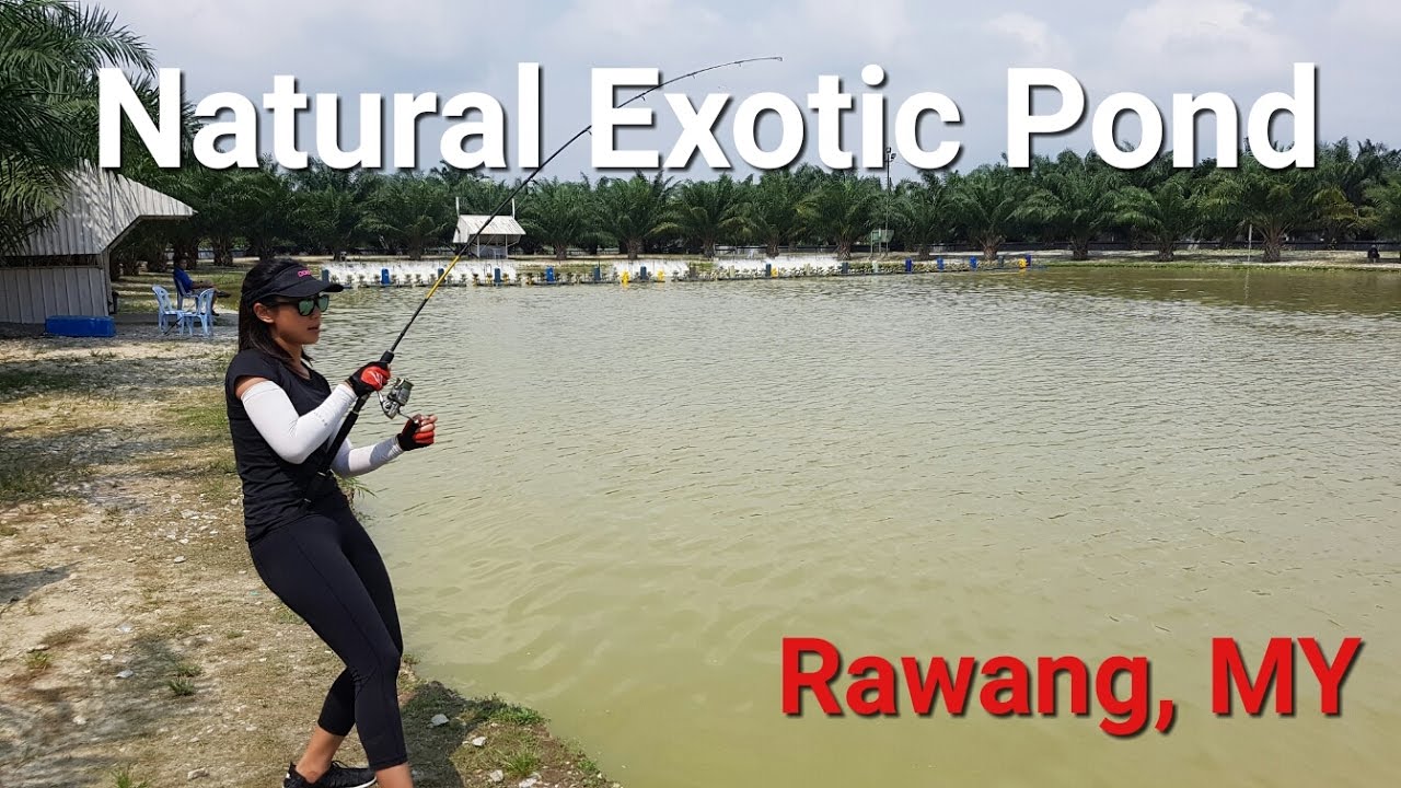 KL Trip 2016 Part 2, Natural Exotic Pond, Rawang