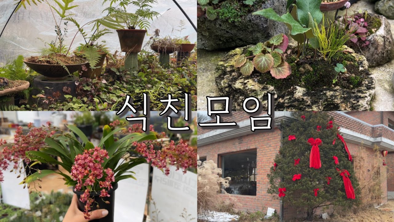 [식물vlog] 육지 식친들 만나고 왔수다게 .ᐟ | 식친모임 ⁺₊˚ 𖠿𖥧 ⁺₊˚ | 고양시 화원 투어 | 두메풀밭 | 헬로우가든마켓