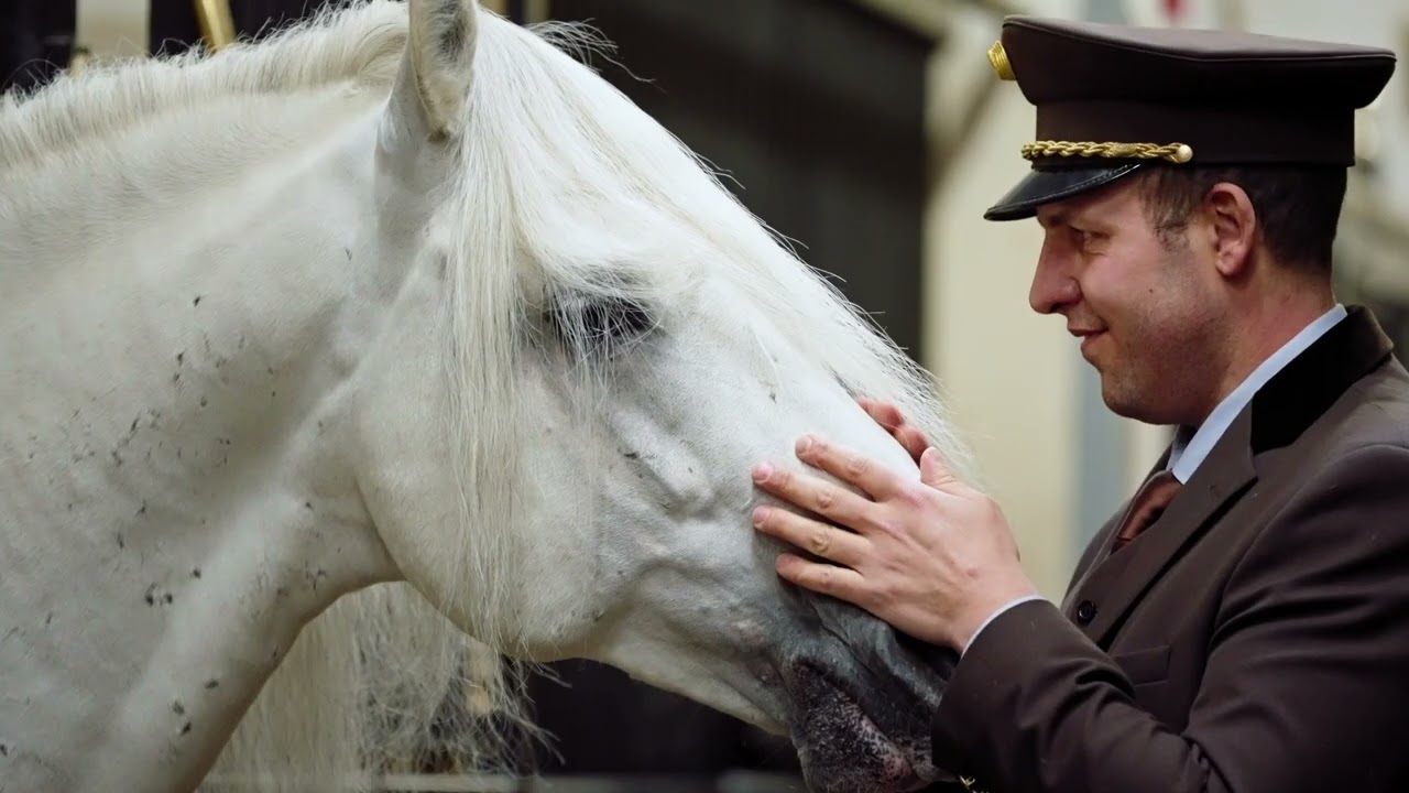 Spanische Hofreitschule - Lipizzanergestüt Piber