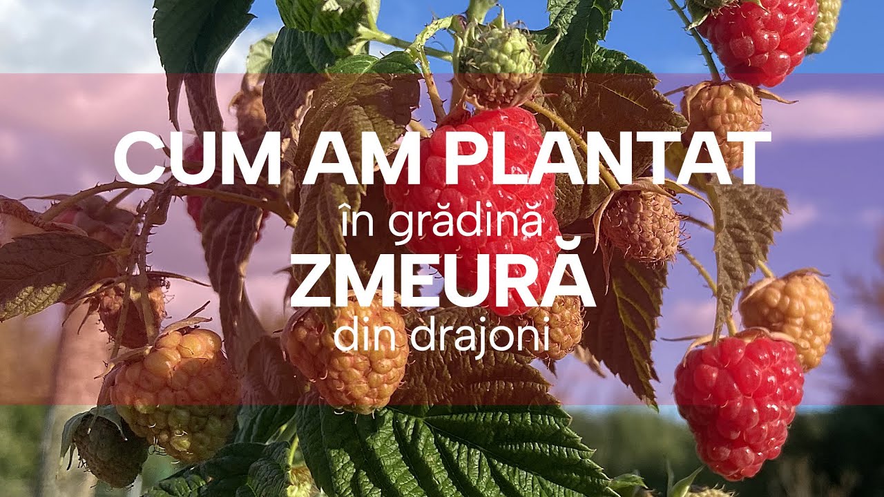 Cum am replantat drajonii de zmeura remontanta pe care i-am scos din gradina