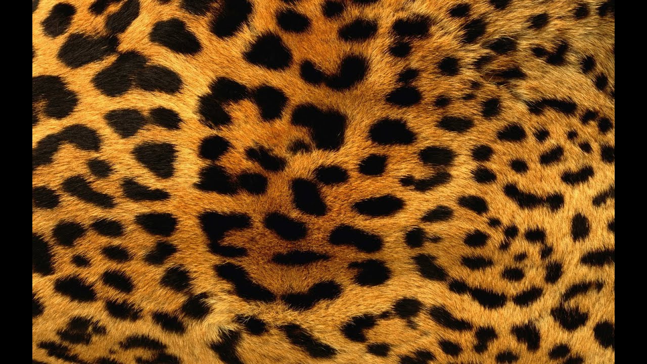 Mary-L - Body leopardo (versión española)