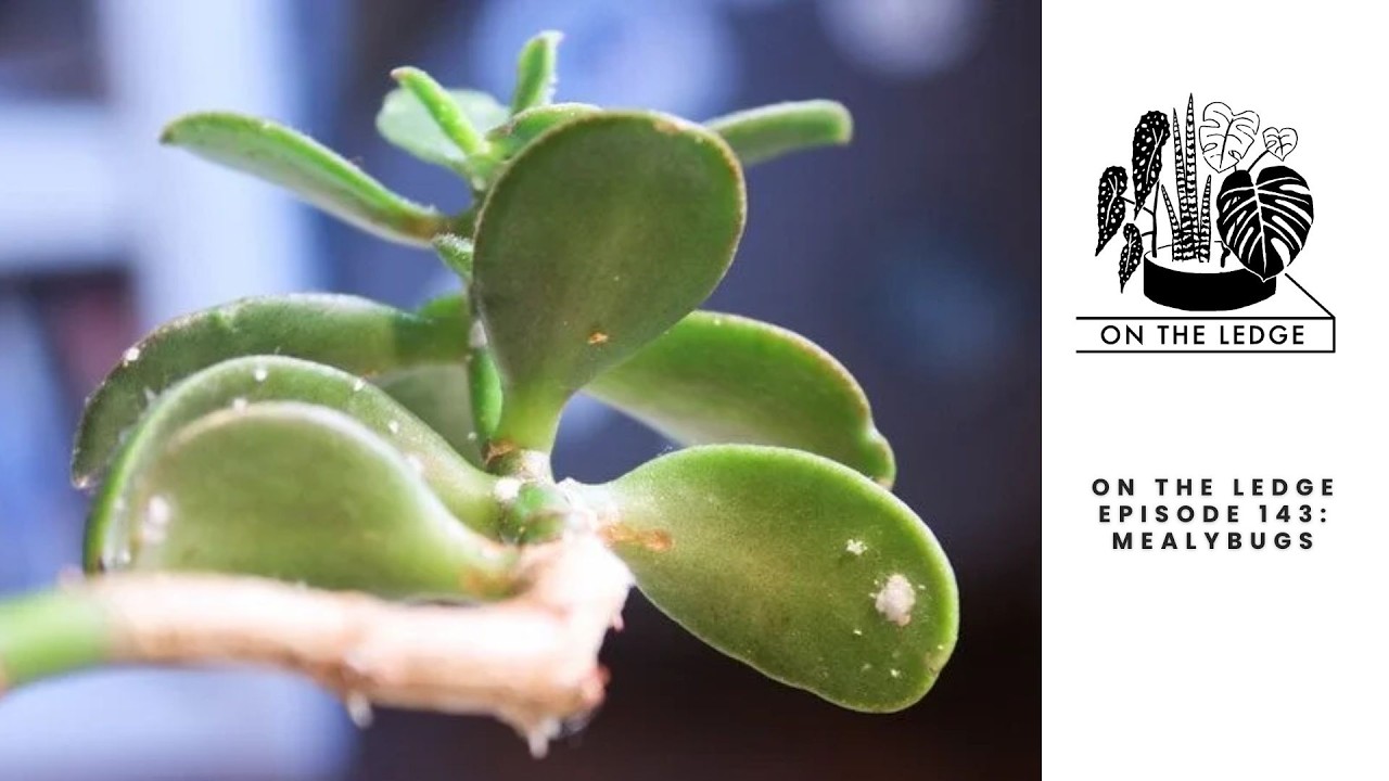 On The Ledge Podcast Episode 143: Mealybugs