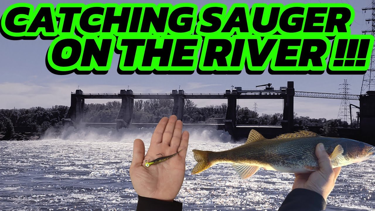An EASY Technique To Catch SAUGER at the RIVER!!!