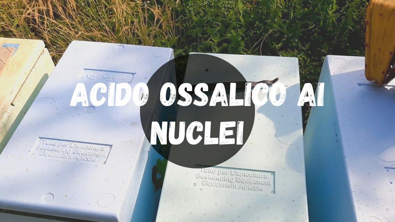 Apicoltura: trattiamo i nuclei con acido ossalico