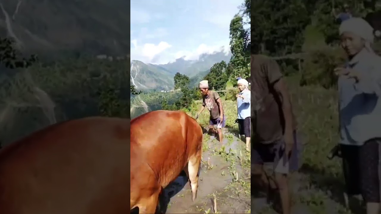 #villagework #shortvideo #naturelovers