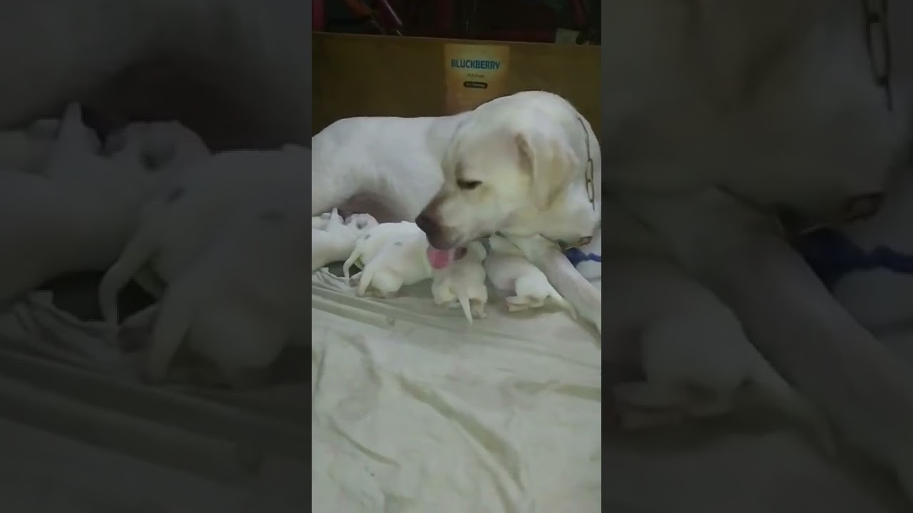 New Born Labrador Puppies😍। New Mummy। Lovely Scenery 💝 l More Mona