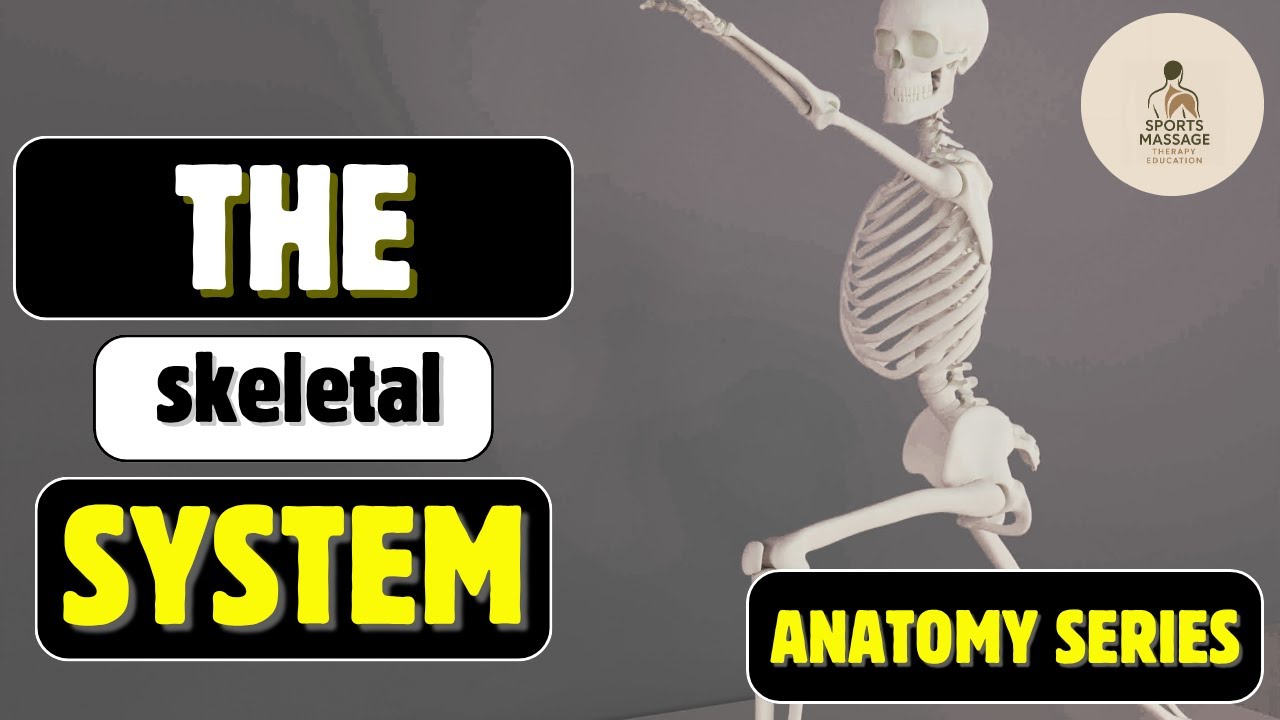 The Skeletal System Explained | Sports Massage Theory Lecture