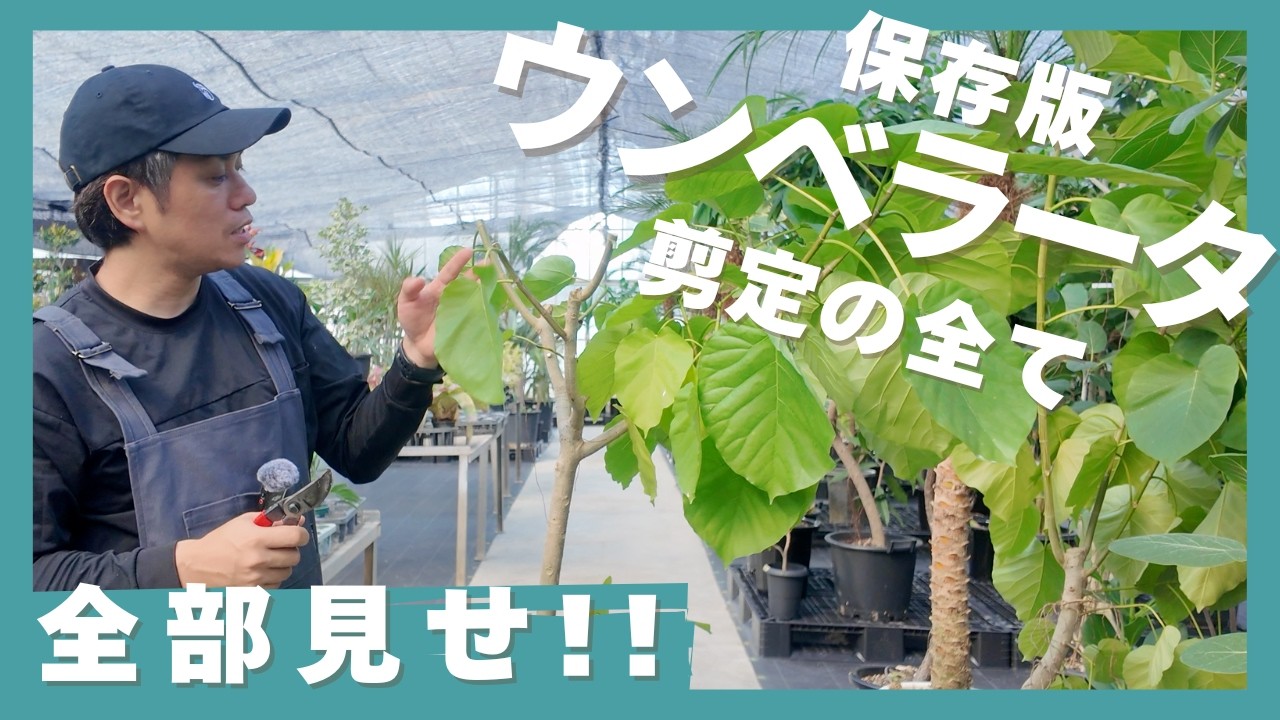 【2026年版】これで失敗しない！ウンベラータの剪定　総集編