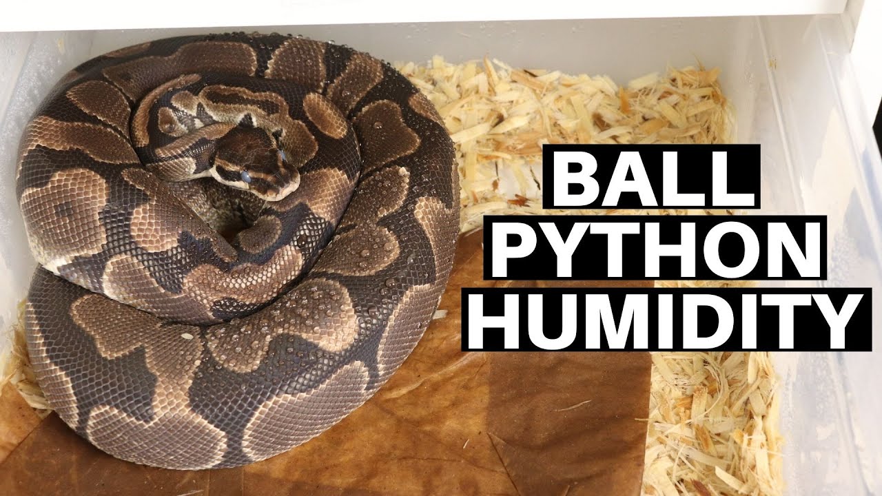 Managing Humidity For Ball Python Enclosures - Benjamin's Exotics