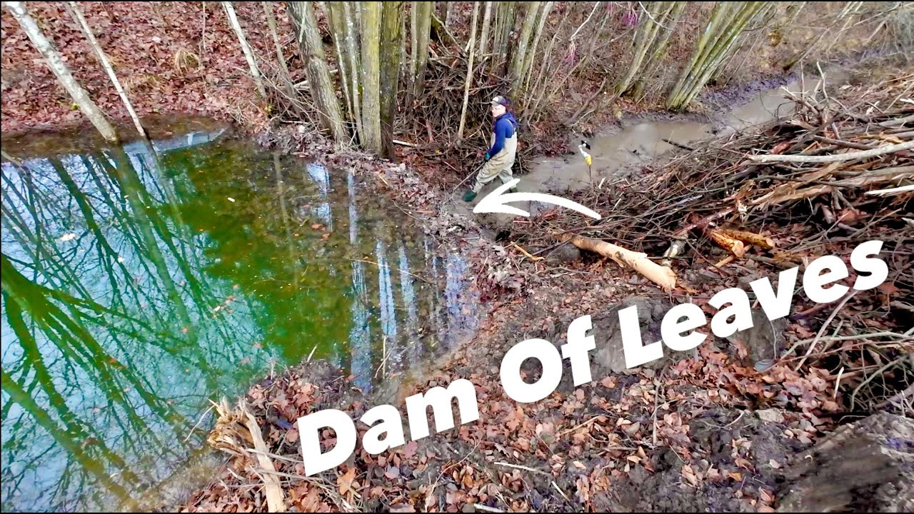 Beaver Dam With Most Leaves I've Ever Had!