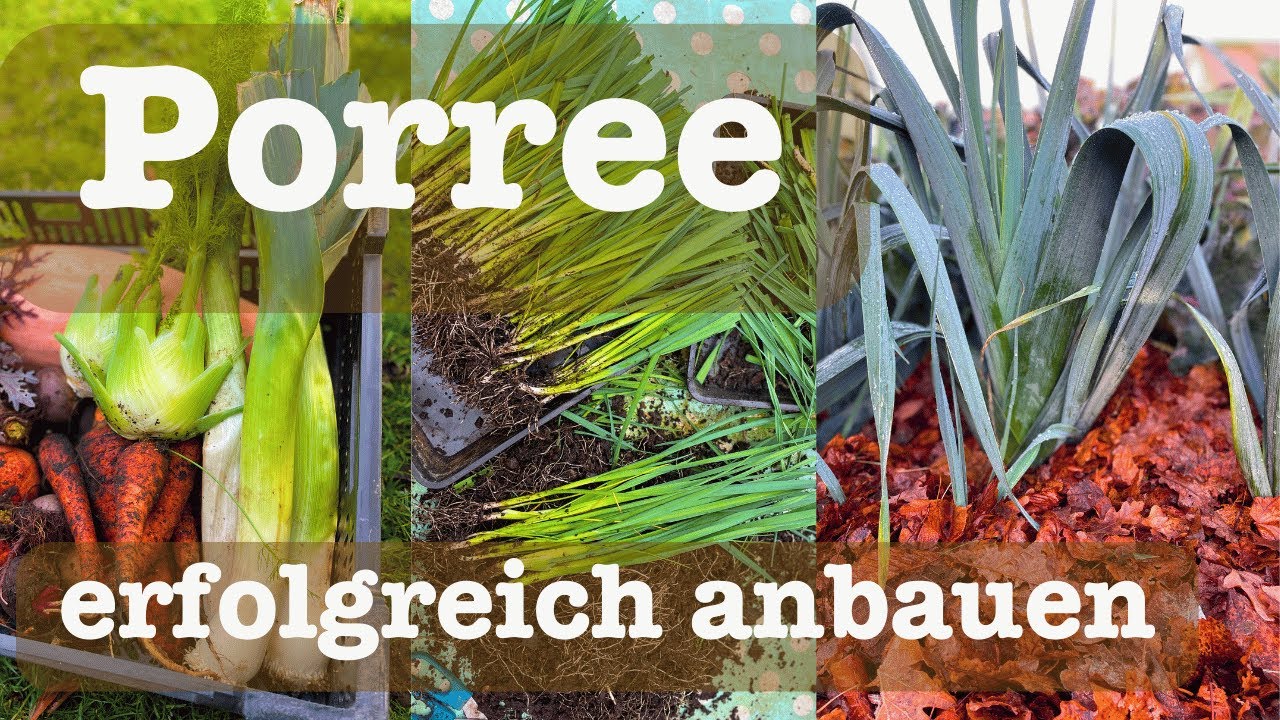 Porree erfolgreich anbauen 🧑‍🌾 Porree von der Aussaat bis zur Ernte ganz einfach