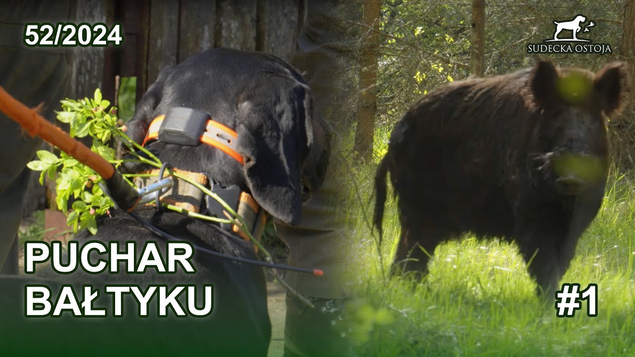 Puchar Bałtyku - konkurs kynologiczny - SUDECKA OSTOJA 52/2024 hunting dogs