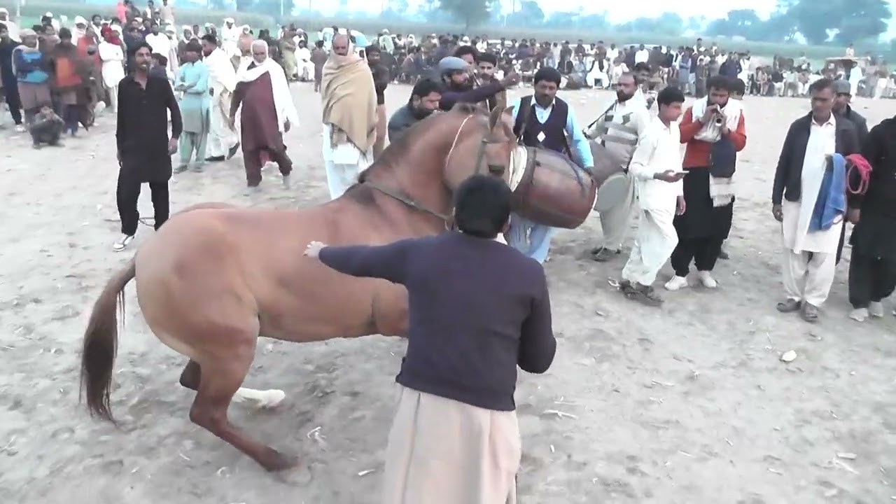 Ali Maula Ali Maula Dam Dam Dhol Been || Ghora Nach Khairpur Tamewali