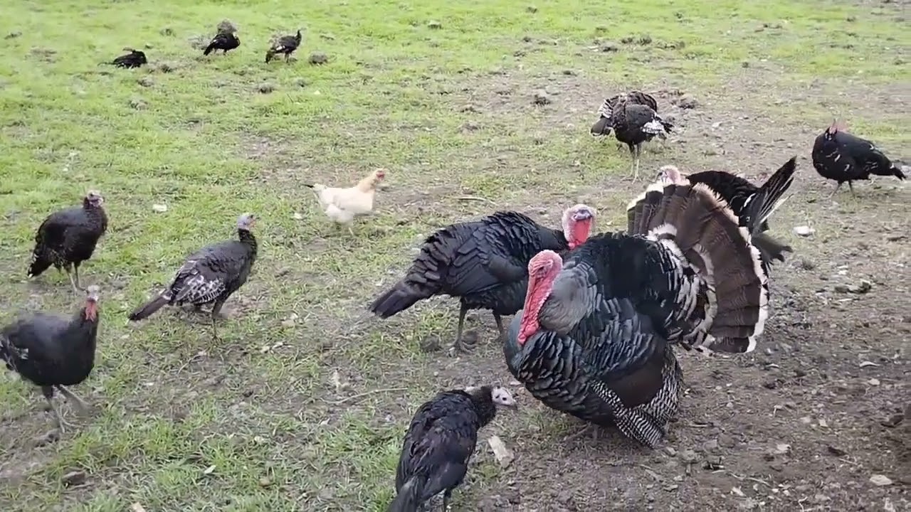 Qazlar hinduska yerli ördəyləri Çöl Ördək bu video