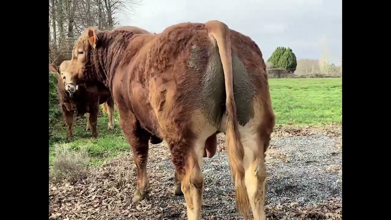 Veau 2027  Vente Elite Limousine 13 mars 2026 DUN LE PALESTEL