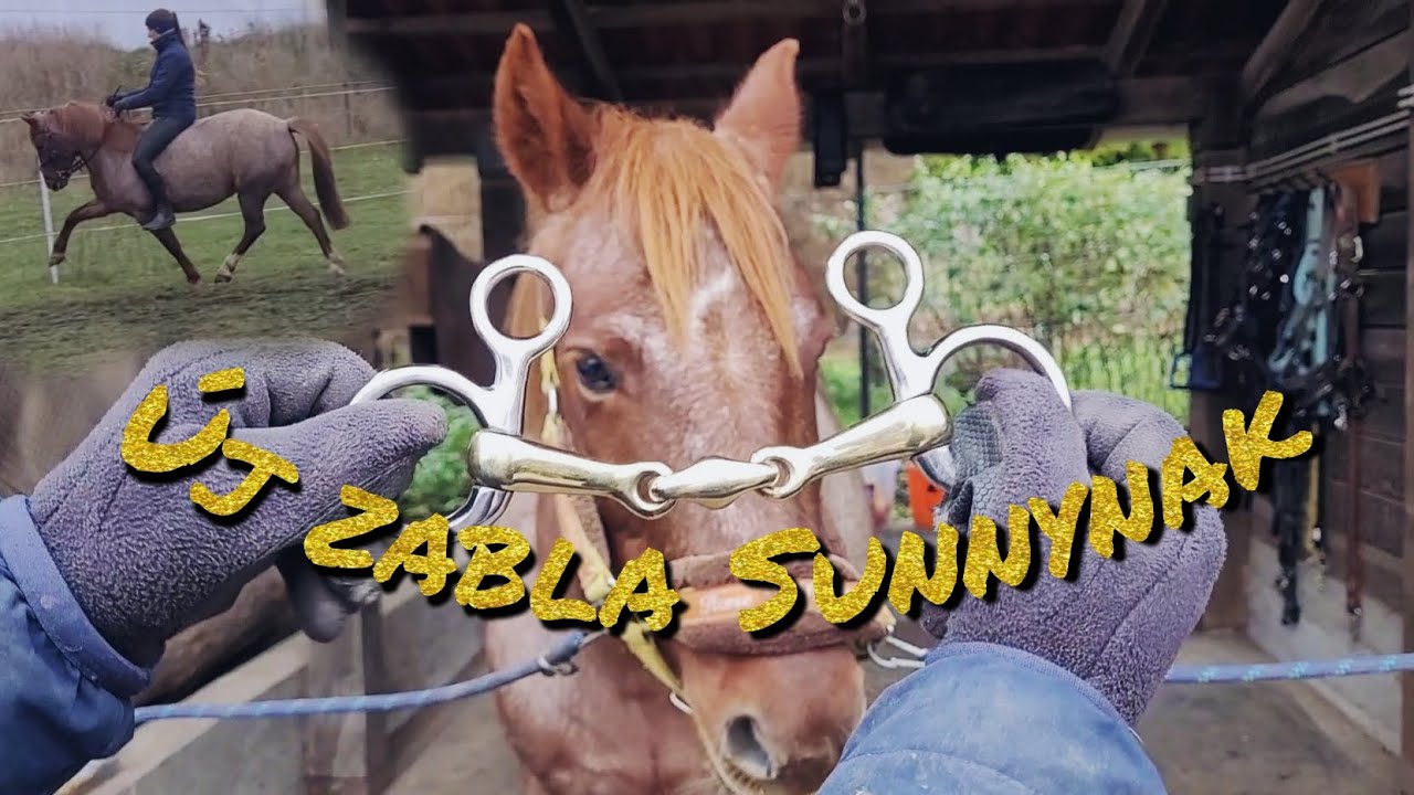 Új zabla Sunnynak ▪︎ tesztelés