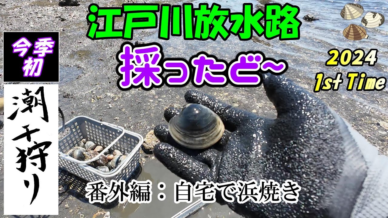 【潮干狩り】今季初の 江戸川放水路 5月GW ホンビノス採れます！