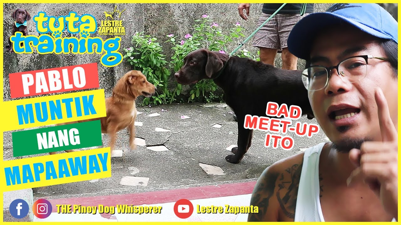 Puppy muntik nang mapaaway