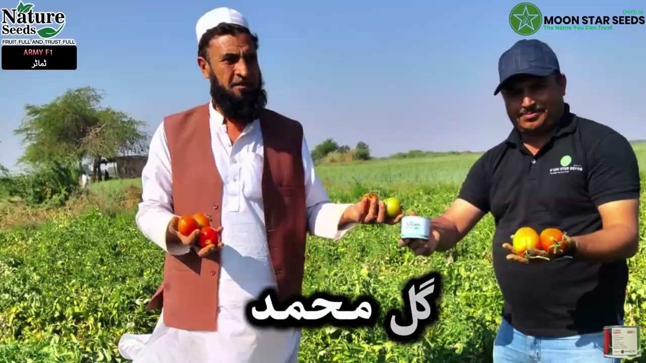 Army F1 Hybrid Tomato | شاندار پیداوار | Moon Star & Nature Seed | Best Hybrid Tomato in Sindh