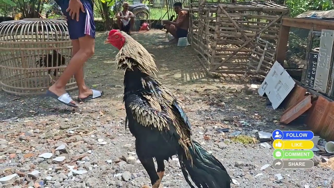 KECIL KECIL CABE RAWIT , AYAMNYA GANTENG BANGET
