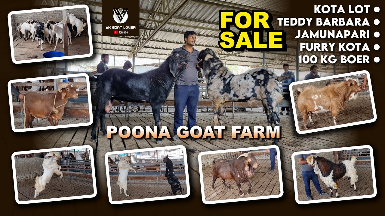 Poona Goat Farm ke 1 se Badkar 1 Bakre Barbara sheep kota punjabi Boer I YK Goat Lover