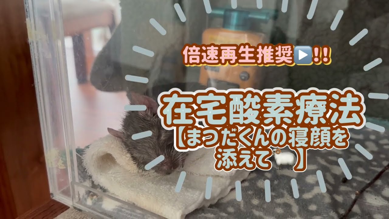 【倍速再生推奨】在宅酸素療法中の様子😪💤