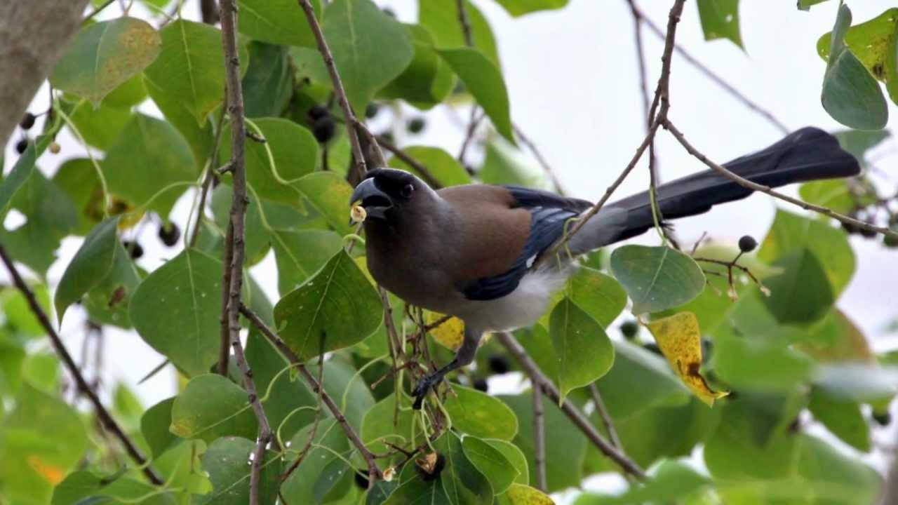 Gray Treepie Video with Canon EOS 650D