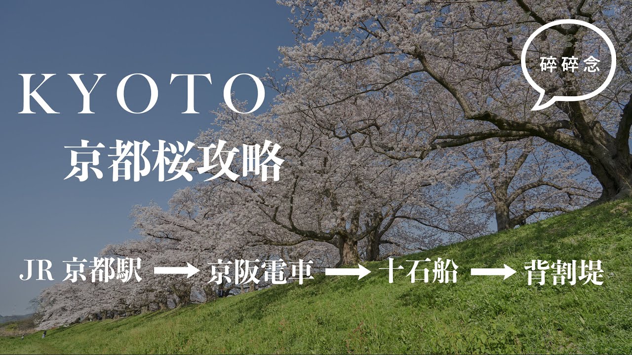 Kyoto Vlog 2023 京都櫻花攻略 十石舟➡️背割堤 2023.04.01  [請開啟CC字幕] /  SONY A6500 + ZHIYUN M3