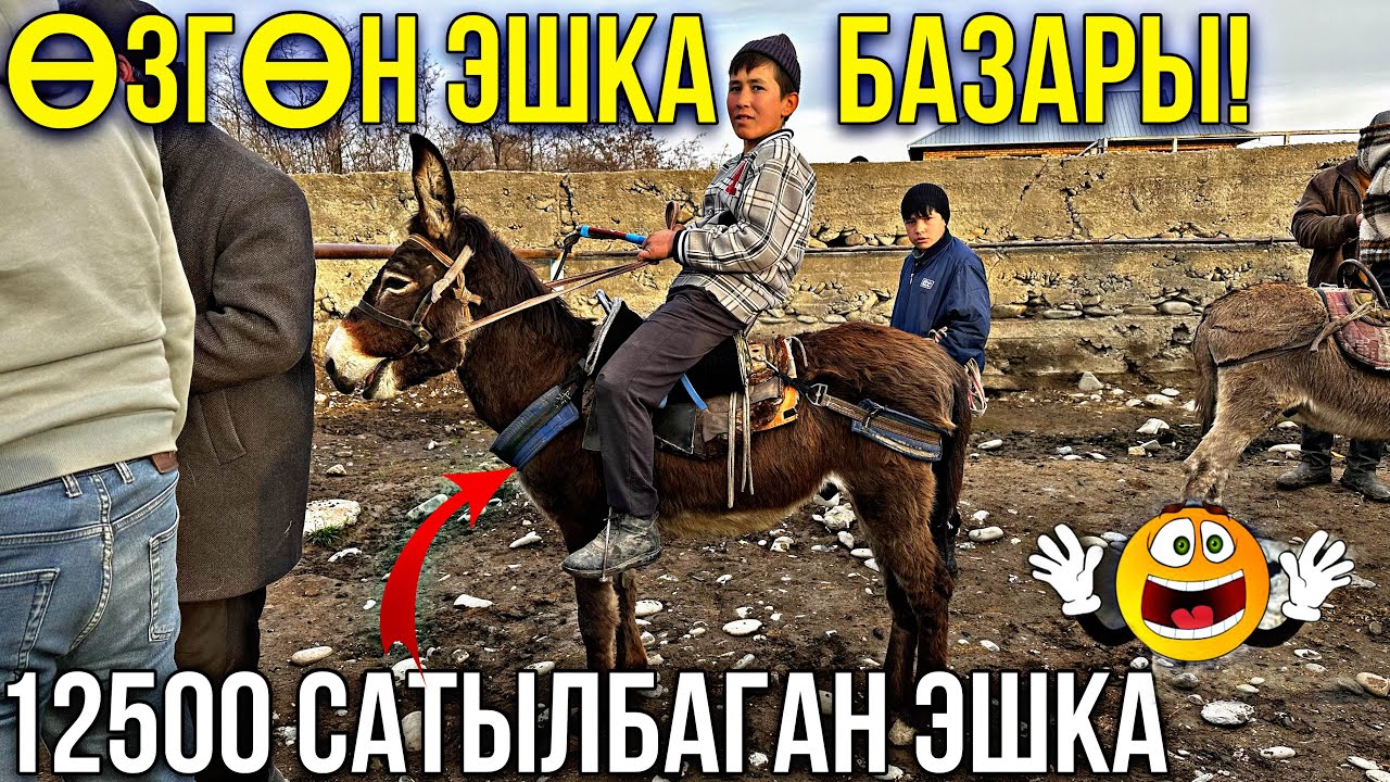 ЭШКА СЕЗОН КЕЛИП КЫРЫНА ЧЫКТЫГО 🤯 #байтв