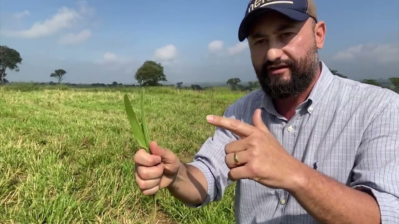 SILAGEM DE CAPIM: TÉCNICA SIMPLES E BARATA É MÃO NA RODA PARA ENCARAR A SECA