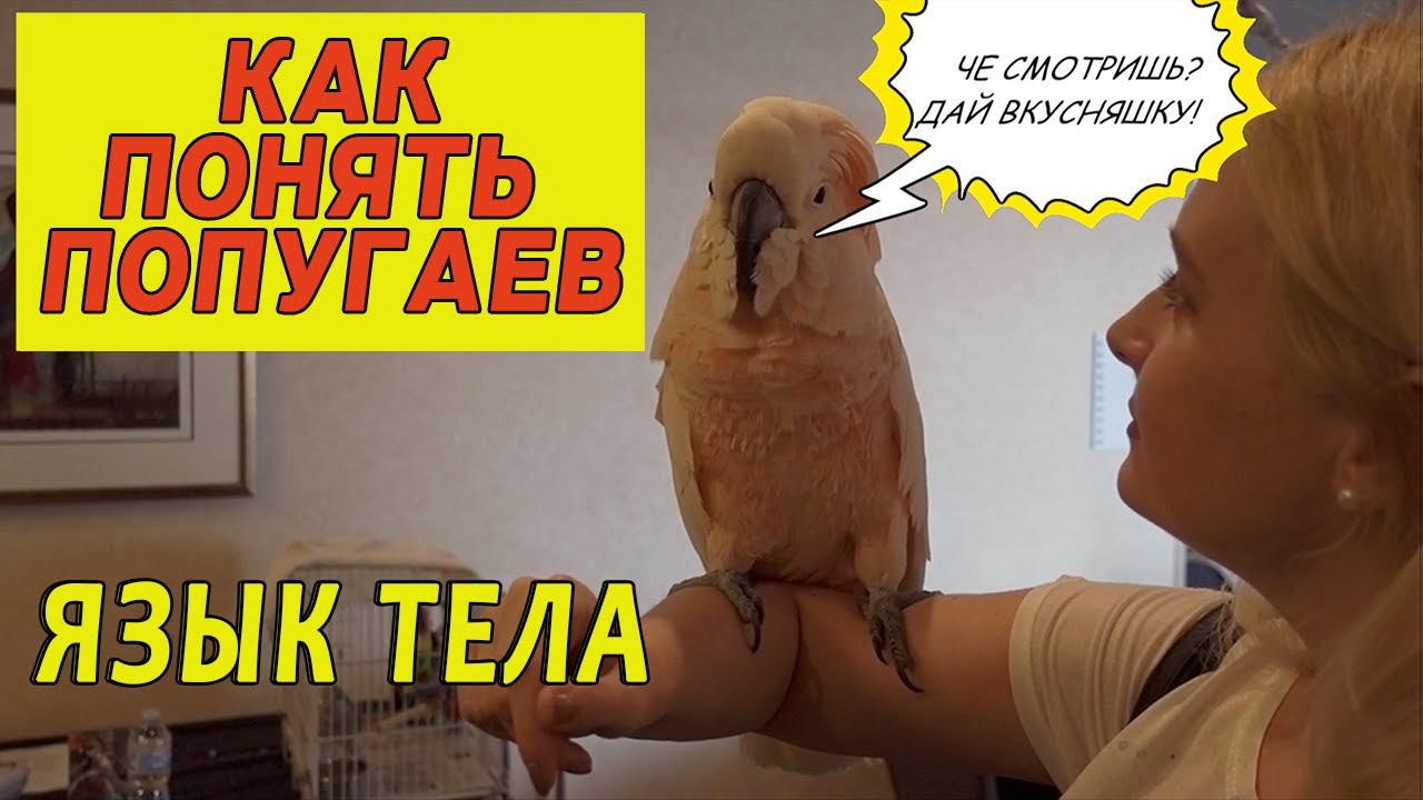 КАК ПОНЯТЬ ПОПУГАЯ | ЯЗЫК ТЕЛА ПОПУГАЕВ