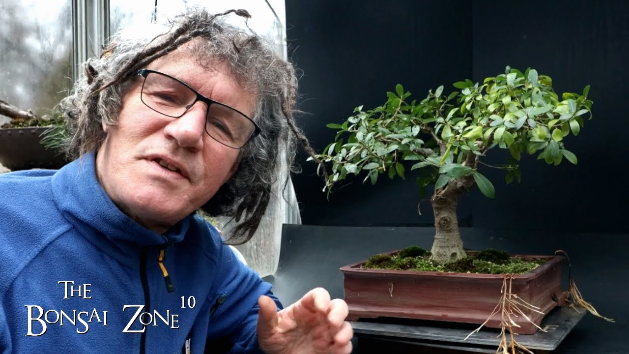 Pruning My Natal Ficus and It's History, The Bonsai Zone, Dec 2023