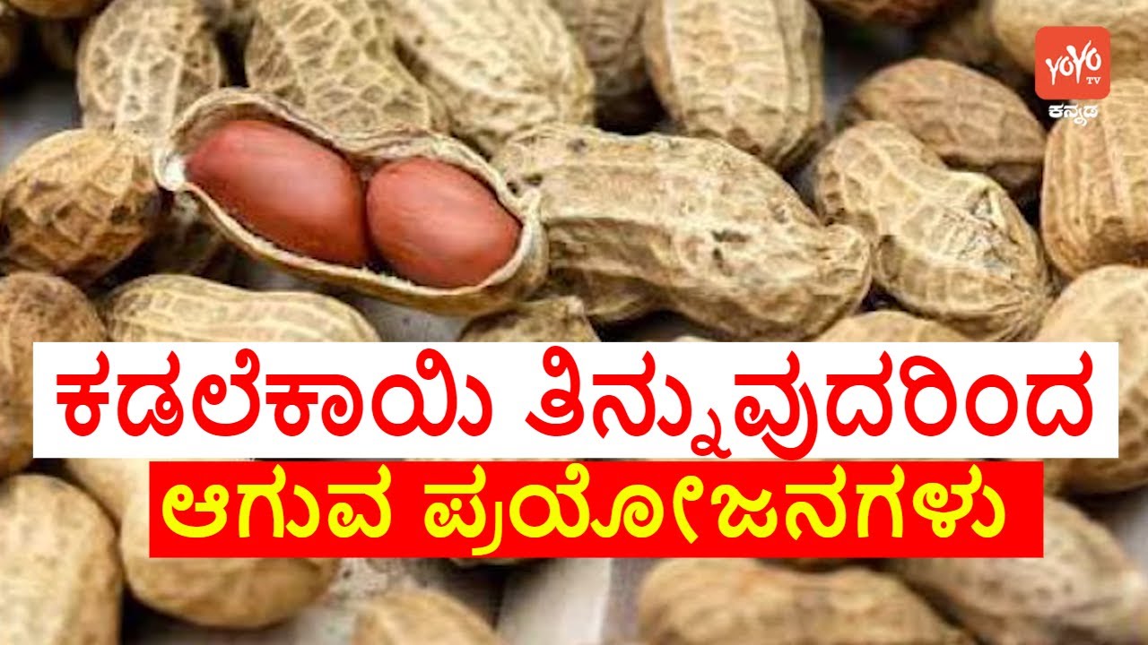 ಕಡಲೆಕಾಯಿ ತಿನ್ನುವುದರಿಂದ ಆಗುವ ಪ್ರಯೋಜನಗಳು | Benefits of eating peanuts in kannada | Yoyo TV Kannada