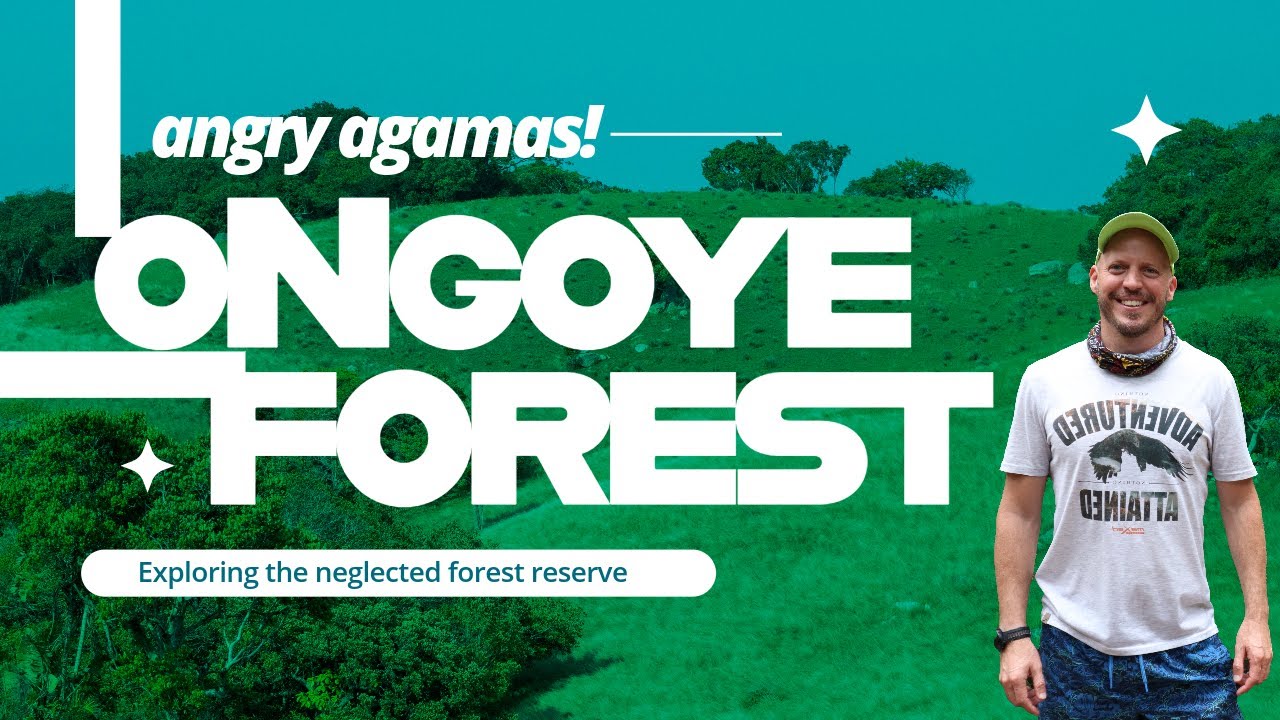 oNgoye Forest Reserve (and the angry agamas)