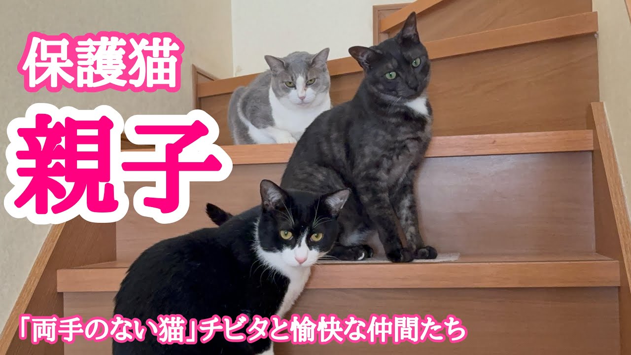 【猫動画】保護猫親子の日常🐈「両手のない猫」チビタと愉快な仲間たち