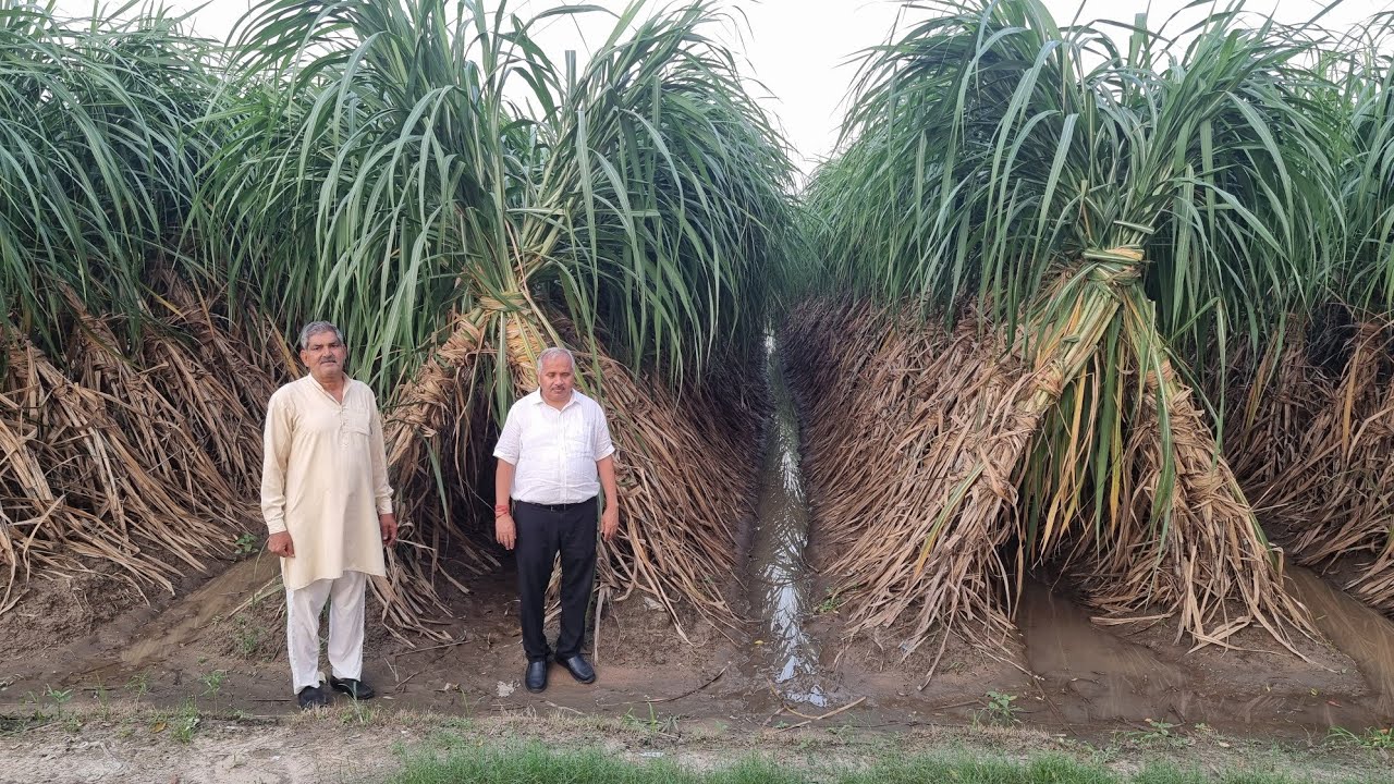 Sugarcane productivity 1000 quintal per acre.