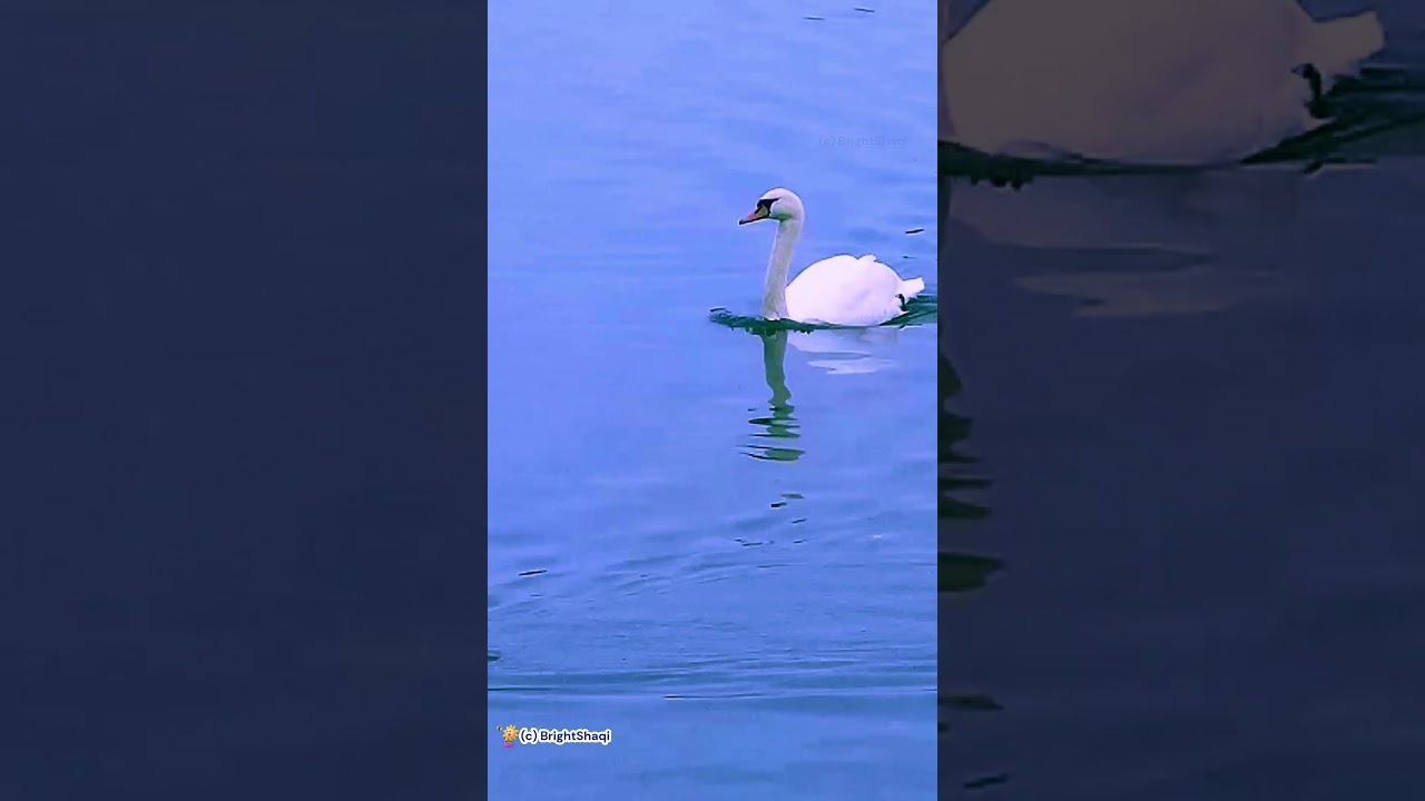 Relaxing Water Sounds with Nature Duck for Stress Relief  #nature  #stressreliefandhealing #river
