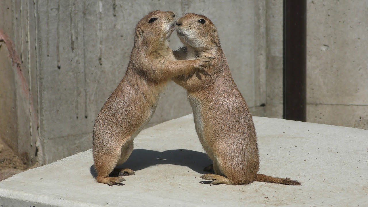 キスをするオグロプレーリードッグ (伊豆シャボテン動物公園) 2018年4月22日