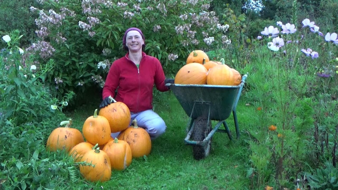 Too Many Pumpkins? Make Roasted Pumpkin Soup!