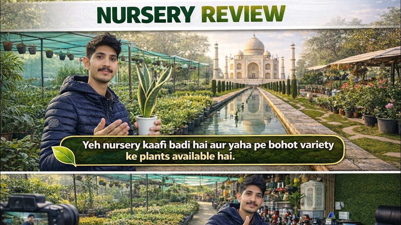  Beautiful Indoor Plants Nursery Review Sabse Saste Aur Healthy Plants all oxygen plant#indoorplants