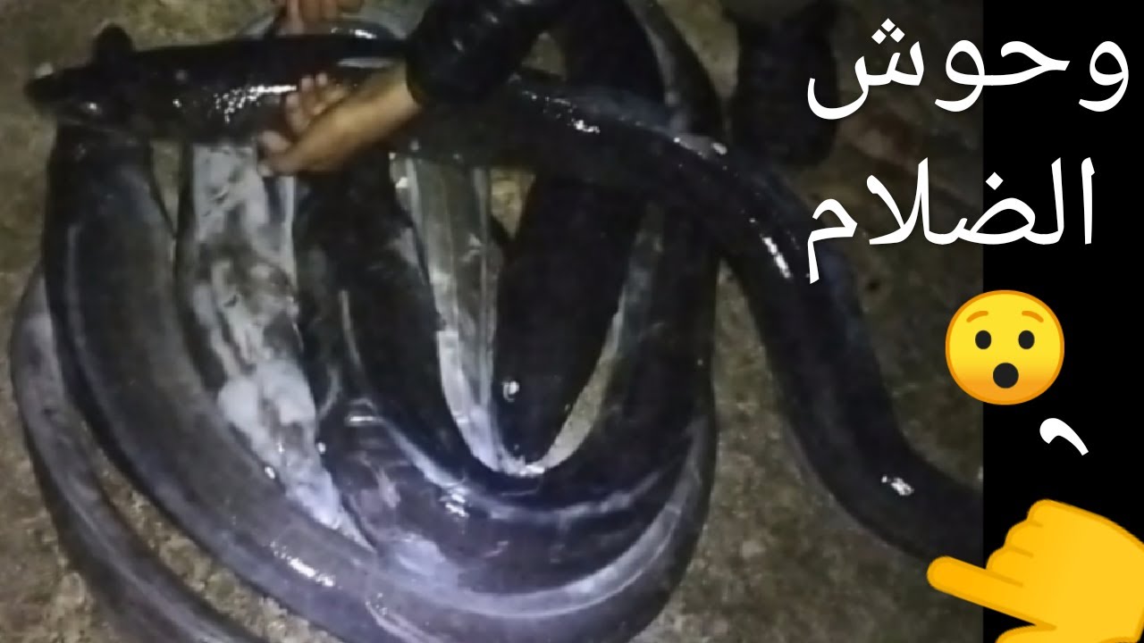 لفراجة مع اسماك الصنور و احسن طريقة لإحتراف صيد هذا النوع و مونطاج قاتل