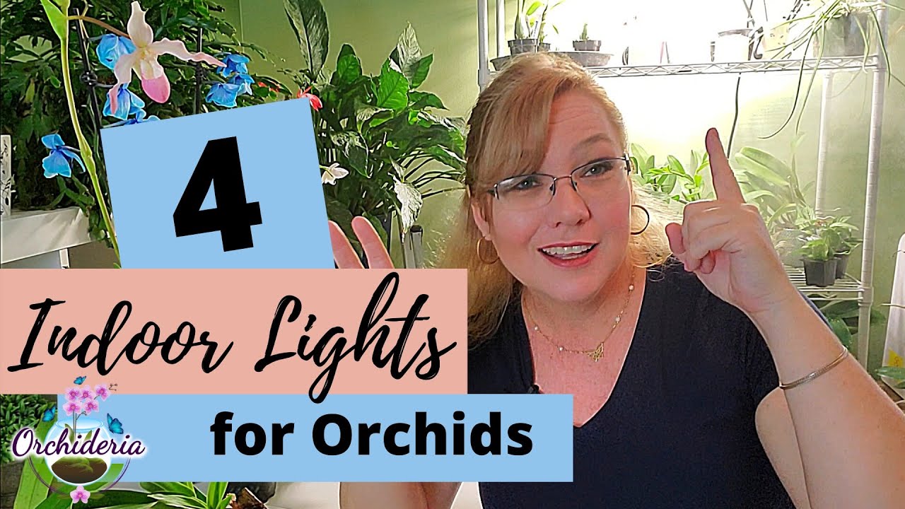 Light Requirements for Indoor Orchids: 4 Solutions for Artificial Light