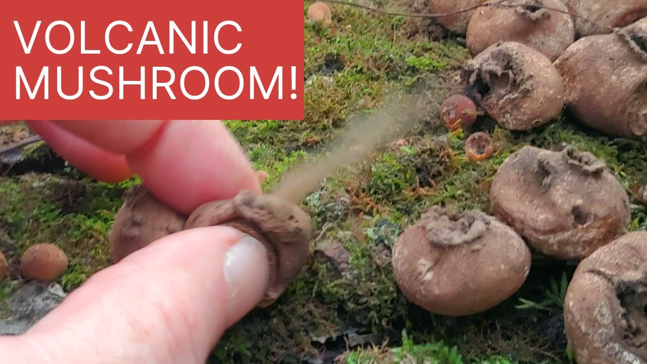 Explosive, edible Stump Puffball! how to FIND AND ID!