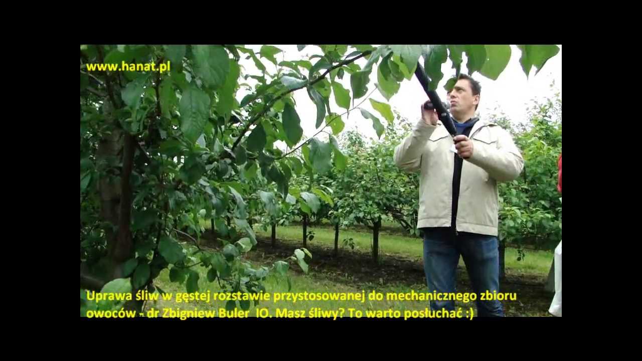 Uprawa śliw w gęstej rozstawie do mechanicznego zbioru -  dr Zbigniew Buler