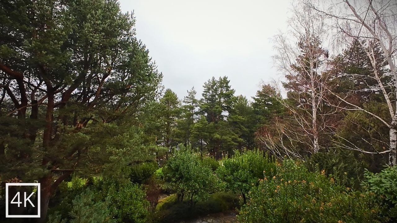 Week52 Soft Rain Sounds in a Quiet Pine Forest | 1Hour Real-Time Ambience | NO AI | Sierra de Madrid